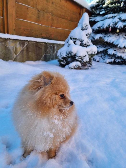 Хлопчик шпіц на вязку