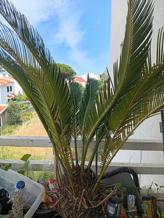 Palmeira cica grande e bonitaPalmeira decorativa de grandes dimensões, com folhas verdes e frondosas. Ideal para decorar o interior ou exterior da sua