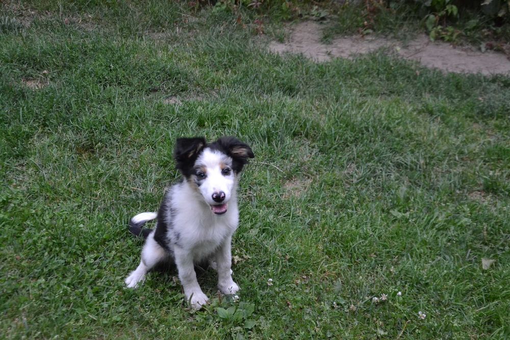 Border Collie szczeniaczki