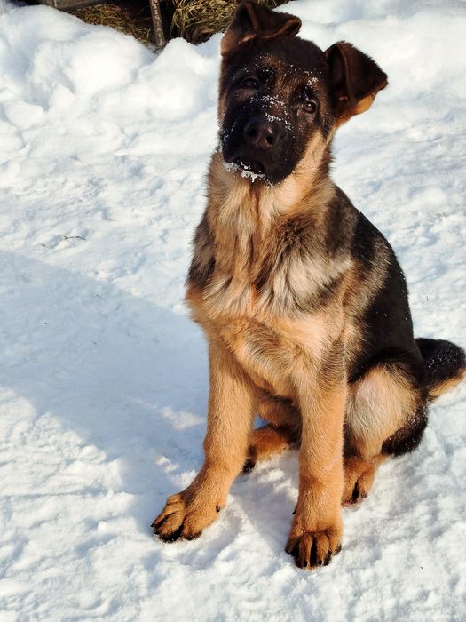 Кобель німецької вівчарки