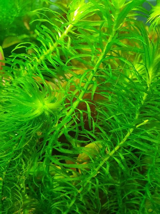 Egeria Najas Piękna Roślina do Akwarium Koszyk