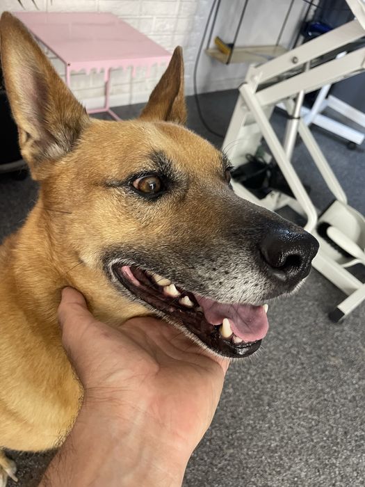 Максимально ефективна Експрес-линька для великих собак | Київ,Лівобере