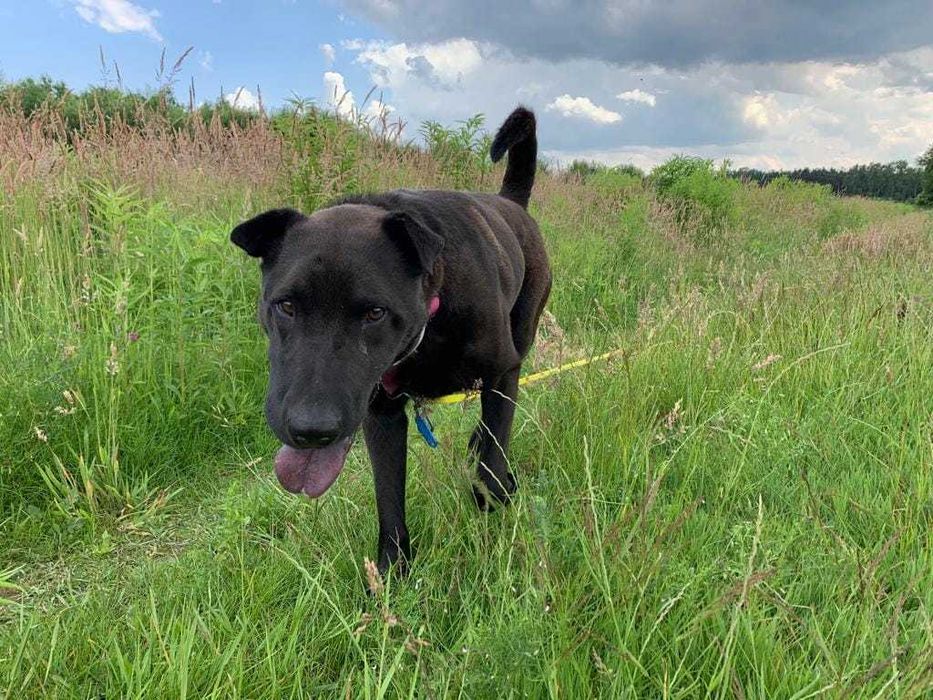 Buddy-Piękny przyjazny pies w typie Shar Pei szuka domu