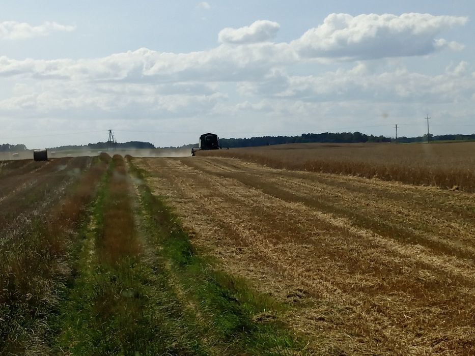 Koszenie Zbóż Kombajnem John Deere 2064 + odwóz z pola