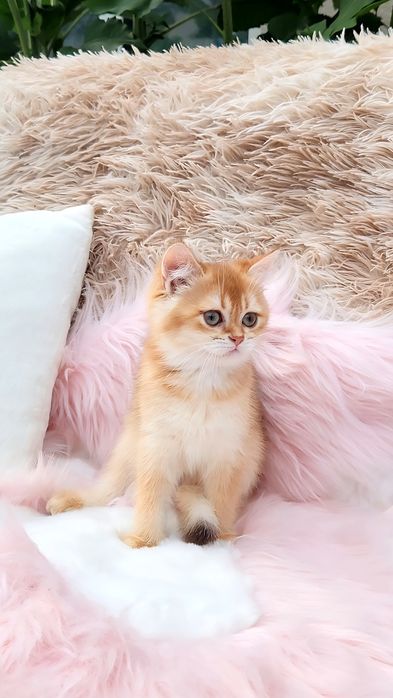 Шотландське кошеня золота шиншила