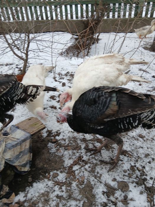 Продам індиків,молодих,будуть вже гуляти,гарні