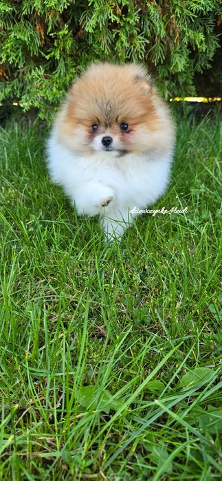 Szpic miniaturowy pomeranian suczka