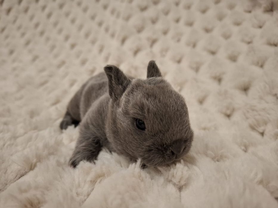 karzełek rex Orange Pomarańczowy króliczek mini lop królik miniaturka