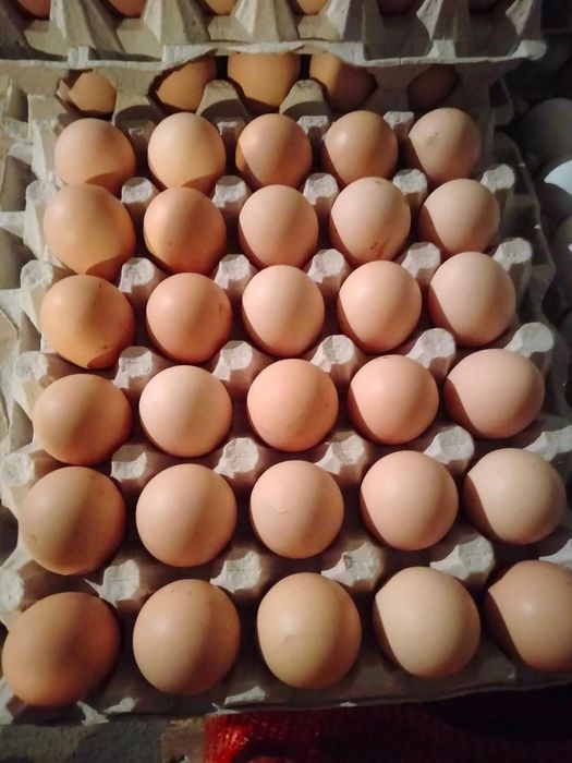 Jajka wiejskie świeże krem