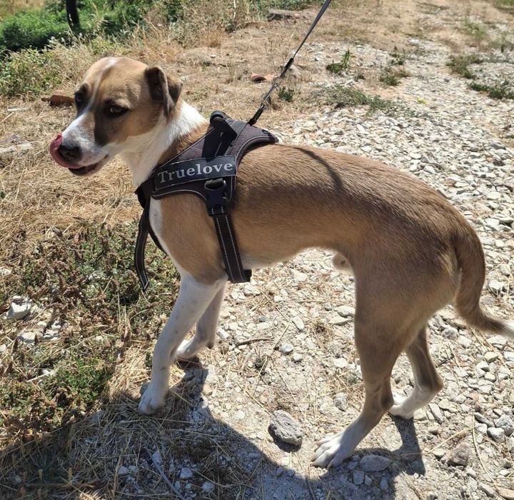 ZEUS, quer o nome, quer o cão, são bonitos; Está para adoção;