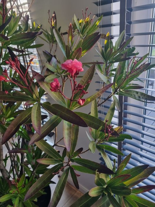 Oleander pospolity