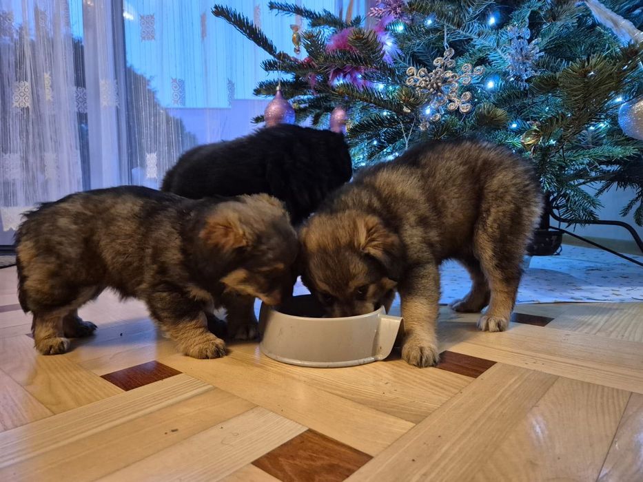 oddam w dobre ręce pieski