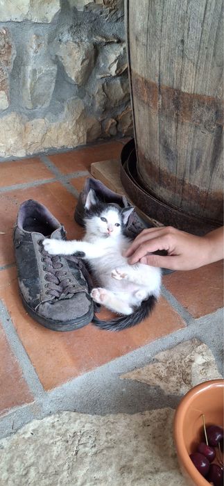 Casal gatinhos mimosos de olhos azuis doar