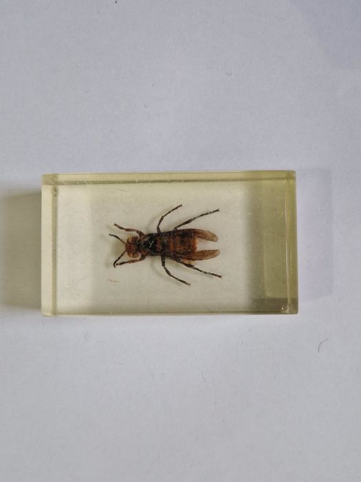 Coleção Bichos Salvat