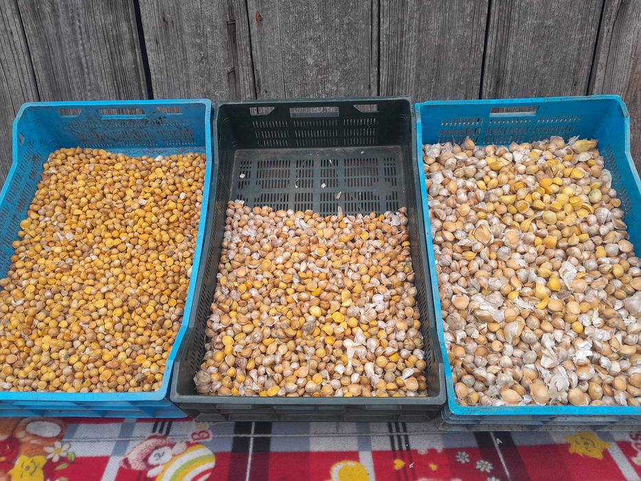 Czosnek czosnek słoniowy sloniowy cebulki przybyszowe nie ząbki