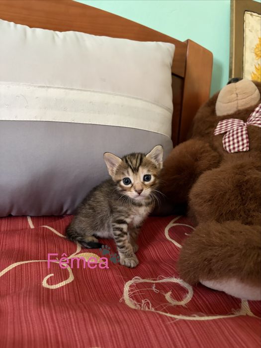 Gatinhos para adoção responsável