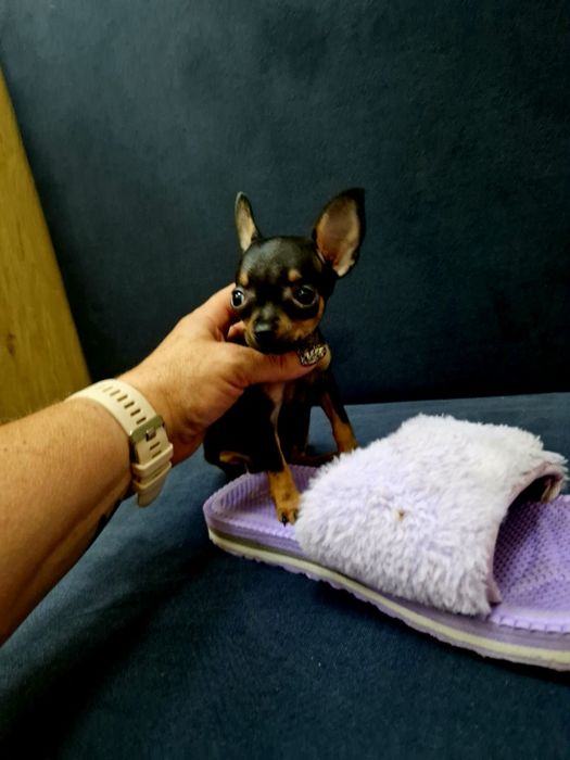 Kochana kieszonkowa maleńka  suczka pinczerek