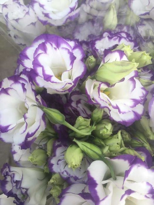 Пион оптом со склада