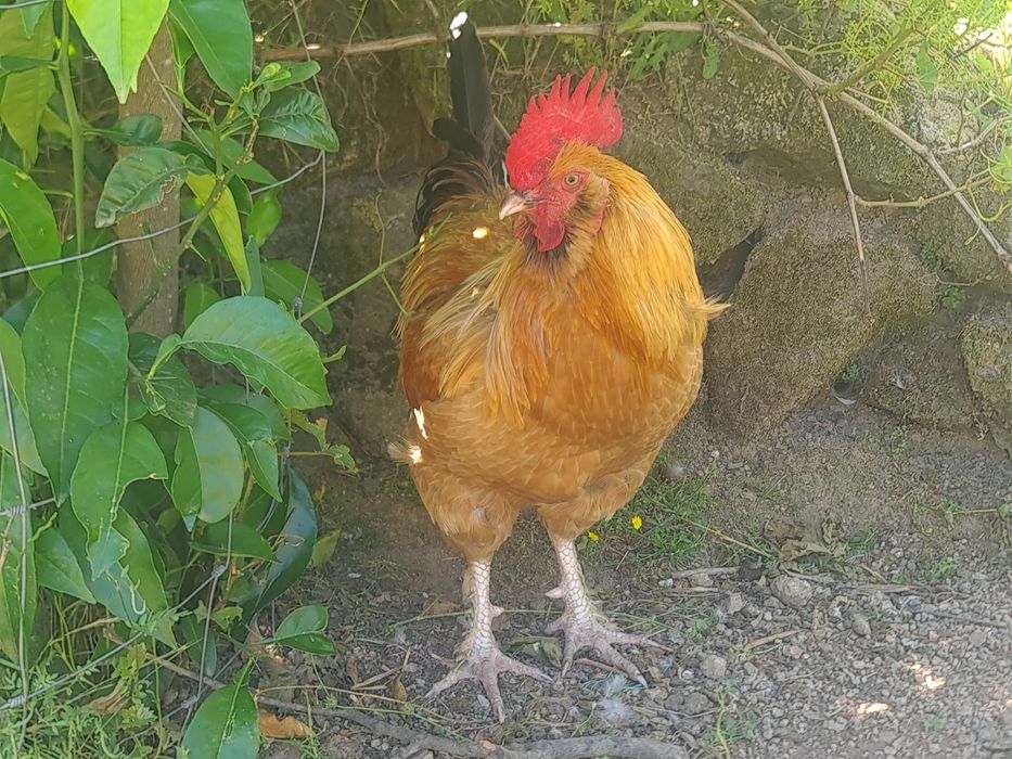 Galos para venda ou troca