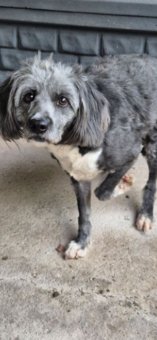 Suczka około 4 lata