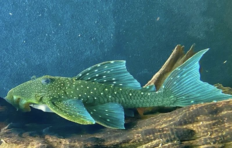 Zbrojnik glonojad L128