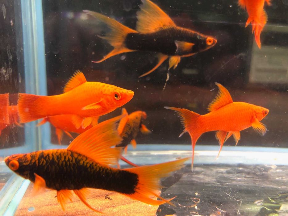 Alpha Mieczyk , Red Ruby