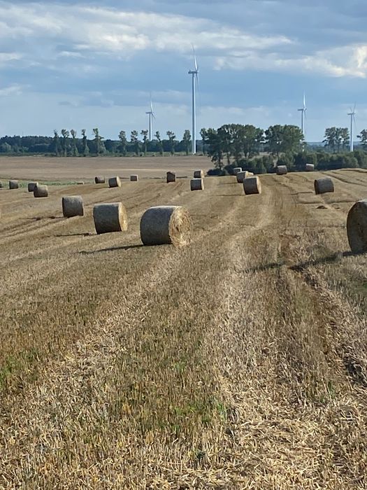 Słoma z pszenżyta 120/150