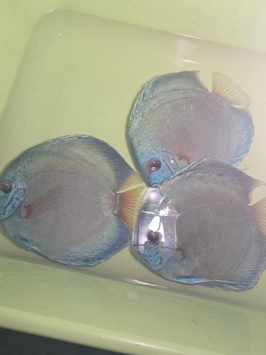 дискуси Blue Dimond