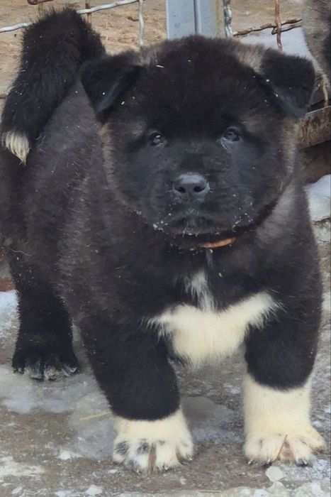 Красунчики Американська Акіта