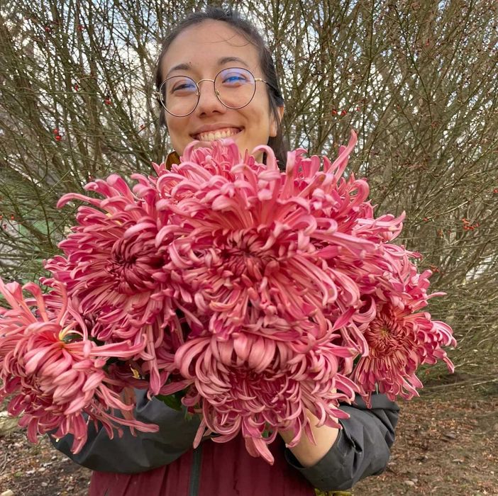 Хризантеми, саджанці в контейнерах!