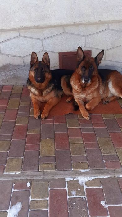 Німецька вівчарка,  дівчинка.