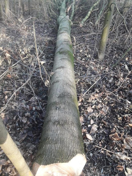 Klody jesionow zciete