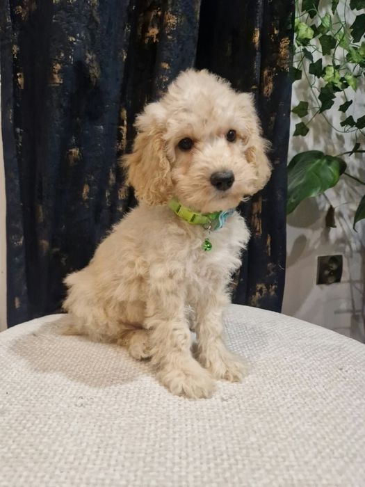 Piesek cockapoo f1b pies