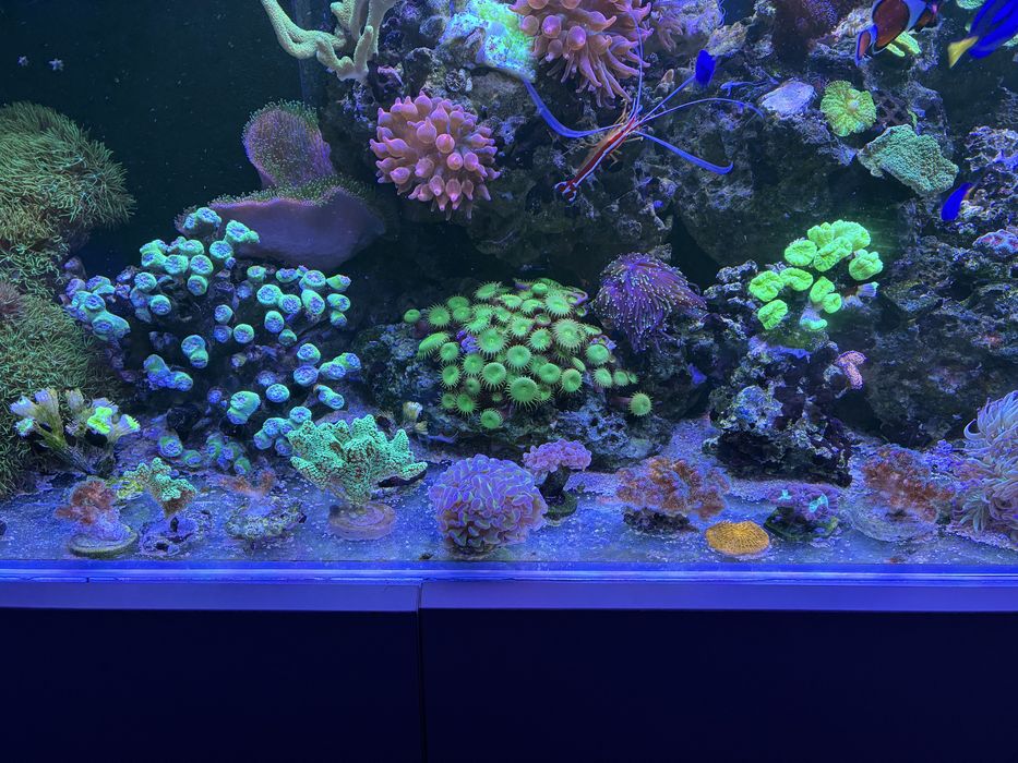 Sprzedam nadwyżkę  korali lub zamiana