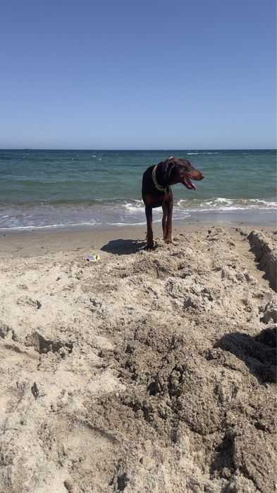 Віддам хлопчика добермана