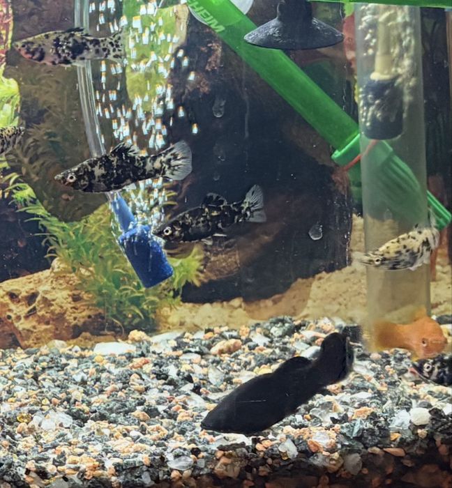 Peixes Mollys Dalmatas