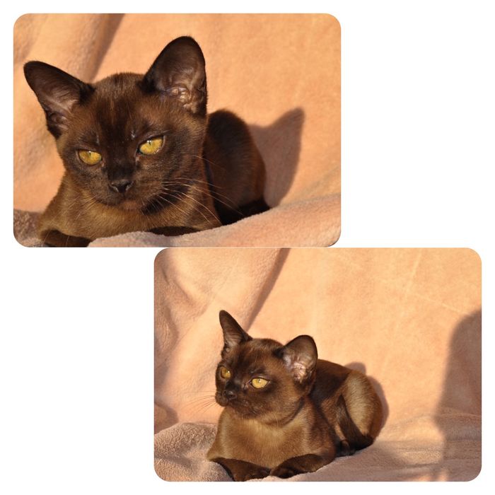 Европейская бурма - бурманский котенок