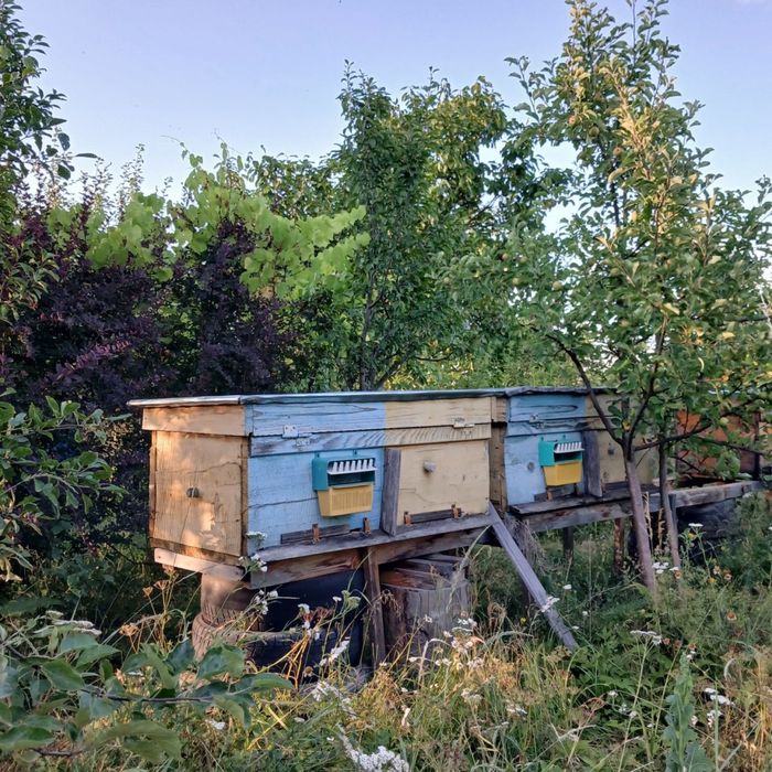 Бджоли (відводки)