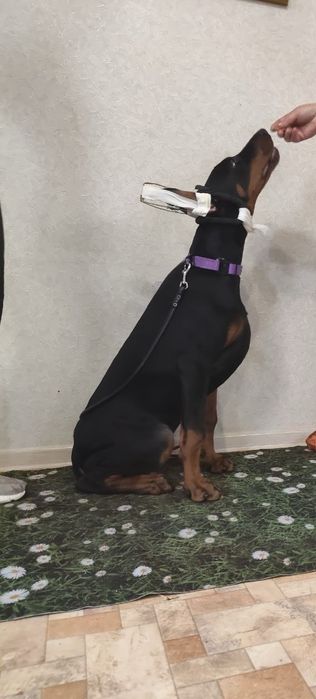 Отличные  щенки добермана