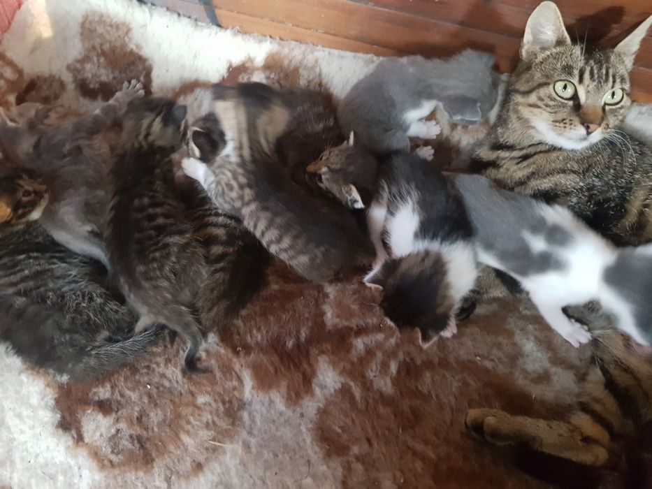 Oddam koty w dobre rece