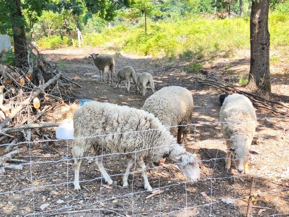 Carneiro, ovelhas e anhos