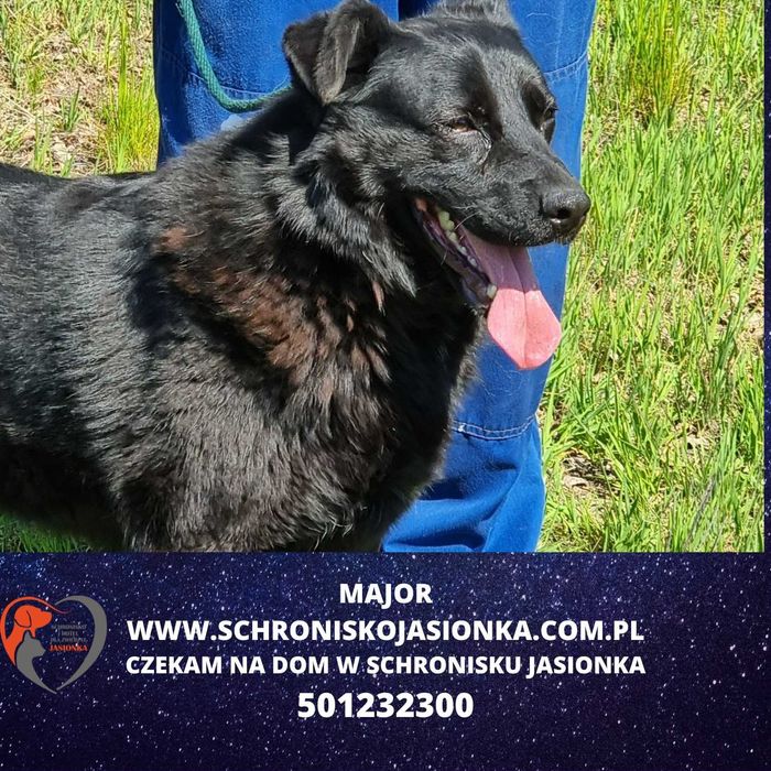 MAJOR do adopcji – Schronisko Jasionka
