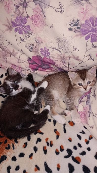 Віддам кошенят у добрі руки