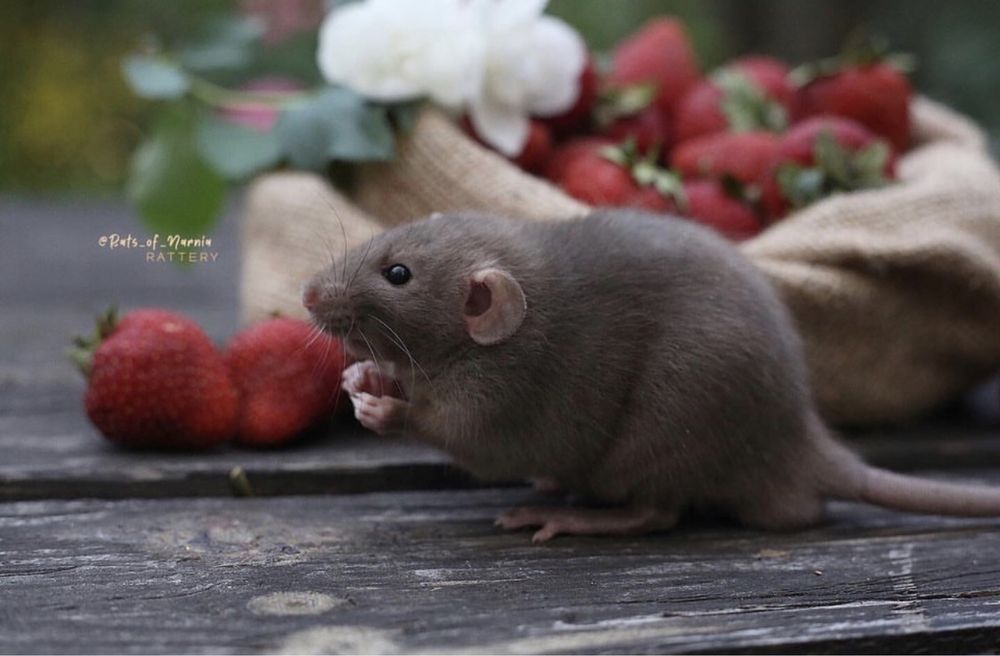 Щурята Дамбо - Крысяьа дамбо