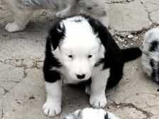 Cachorrinha border collie femea