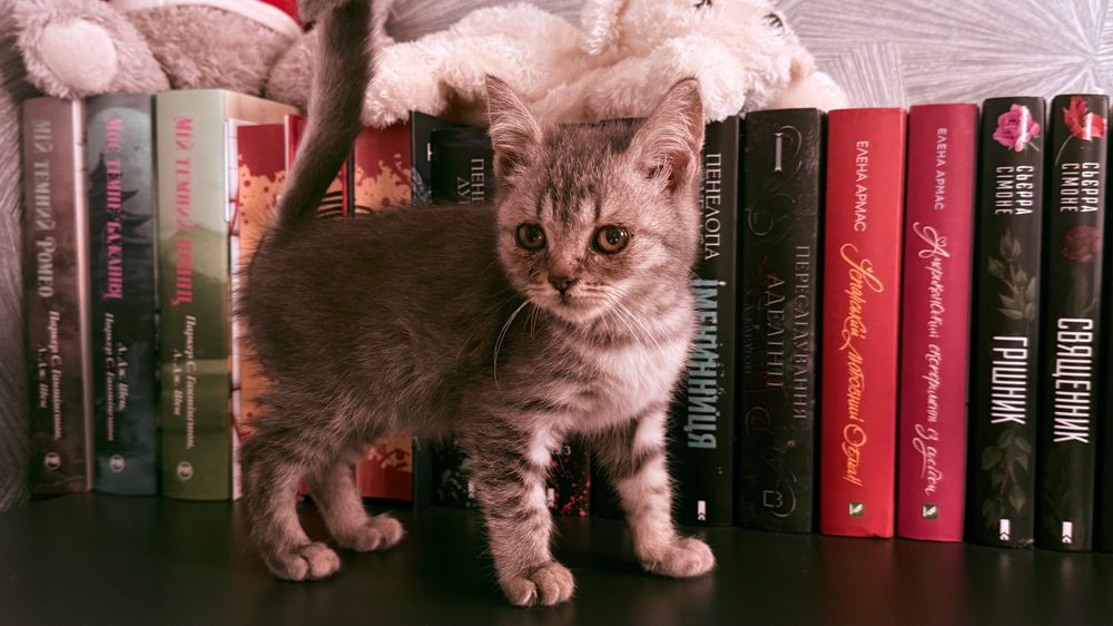 продам маленьких кошенят