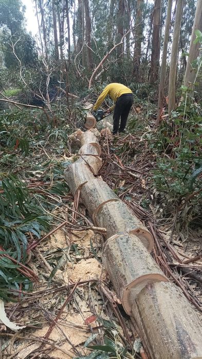 Serviços de jardinagem e limpezas.