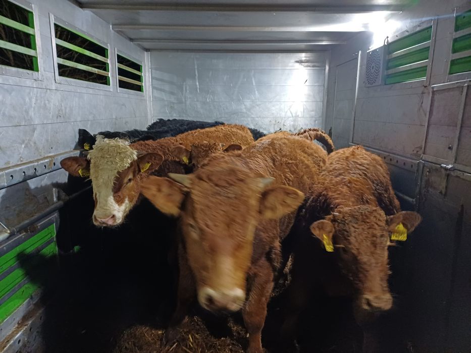 Byczki odsadki limousine LM I MM 60szt