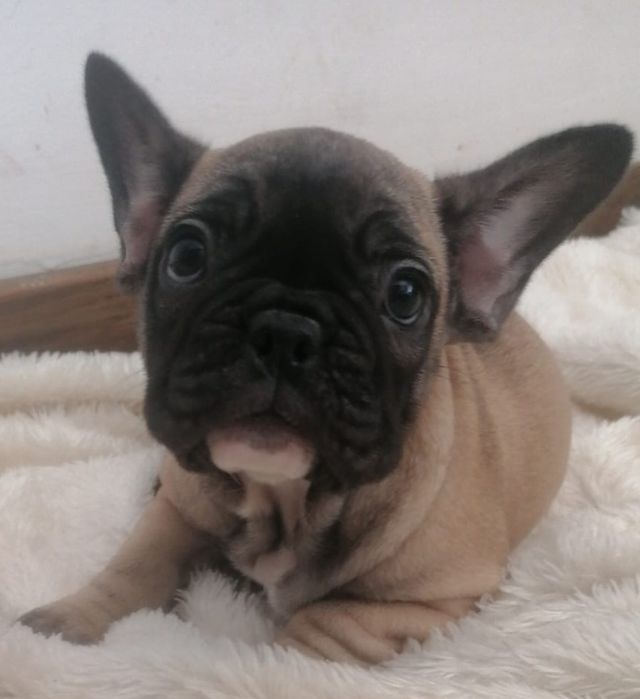 Bulldog francês faune