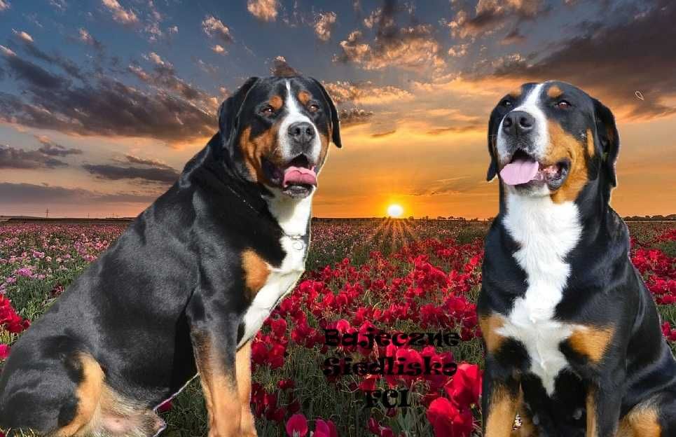 Duży Szwajcarski Pies Pasterski szczeniak marzec krycie zagranica FCI